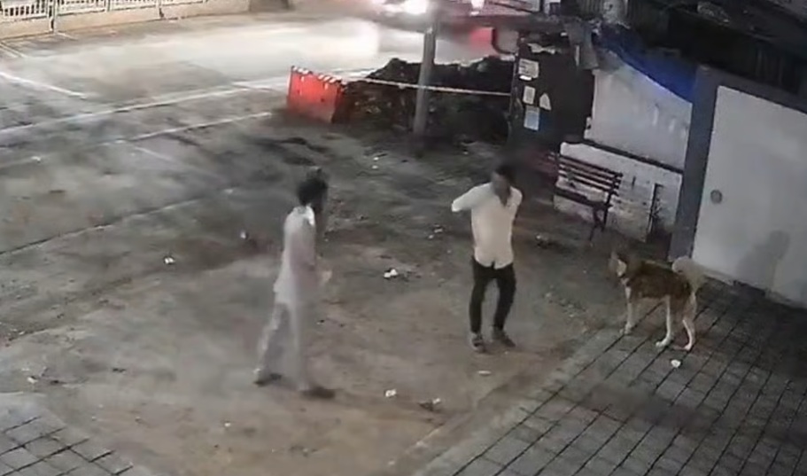 husky killed in nigdi