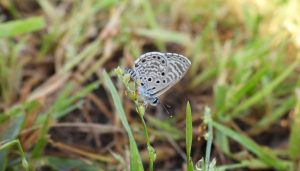 Butterfly Survey Records 49 Species in Kadbanwadi Grasslands of Pune Division