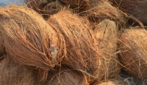 Coconut