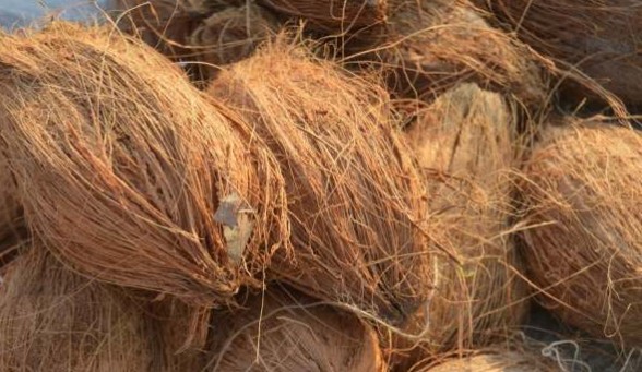 Coconut