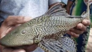 Helicopter Fish