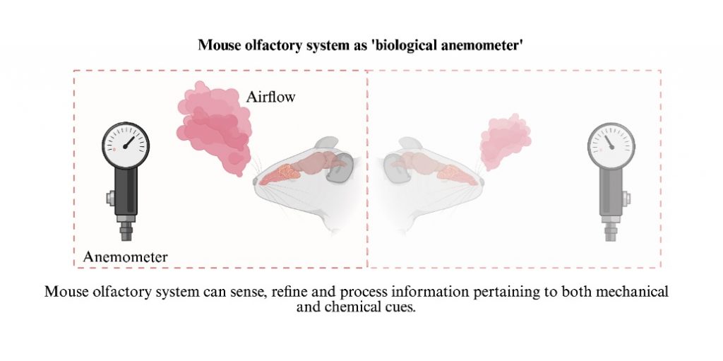 Mouse Nose