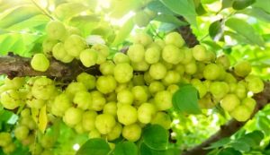Sweet Gooseberries