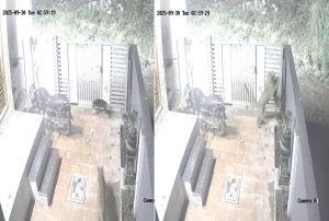 leopard in Kasarsai