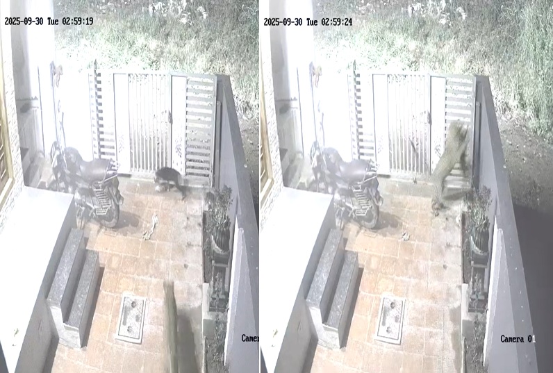 leopard in Kasarsai