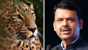 Fadnavis and Leopard