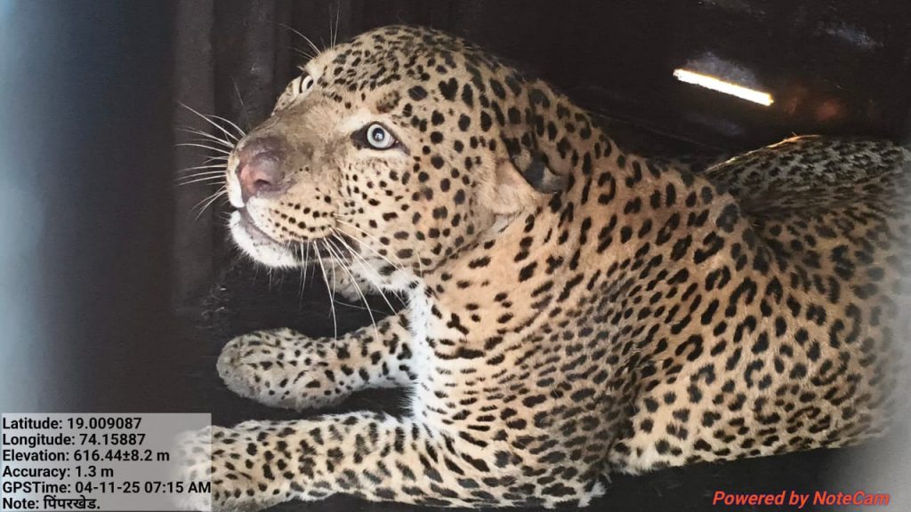 Junnar Leopards Family