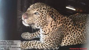 Junnar Leopards Family