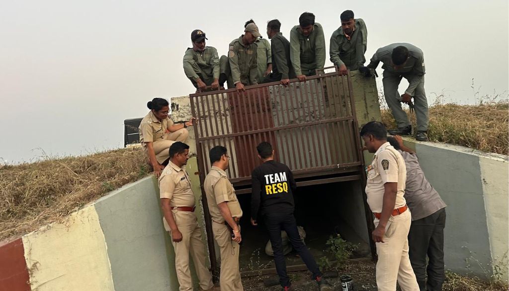 Leopard Sighting Reported Again At Pune Airport;