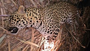 Leopard That Killed Three, Including 13-Year-Old Boy, Shot Dead in Pimperkhed After 18-Hour Protest