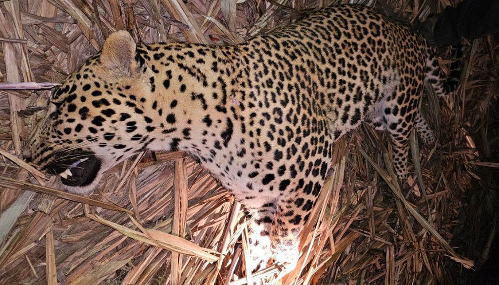 Leopard That Killed Three, Including 13-Year-Old Boy, Shot Dead in Pimperkhed After 18-Hour Protest