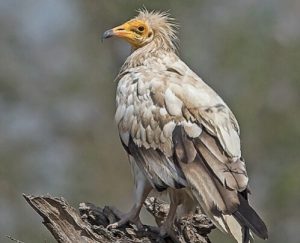Rare Egyptian Vulture