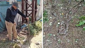 Rising Encounters with Russell’s Vipers in Maval Prompt Caution from Forest Department