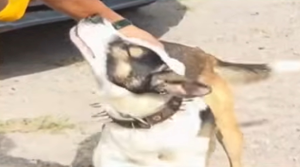 dog iron collar in shirurl