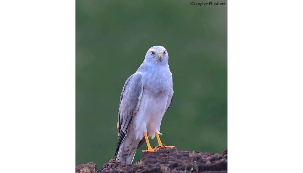 Birdwatchers