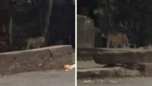 Forest Officials Confirm Leopard Sighting in Bavdhan