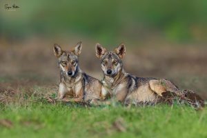 Indian Grey Wolf Teeters