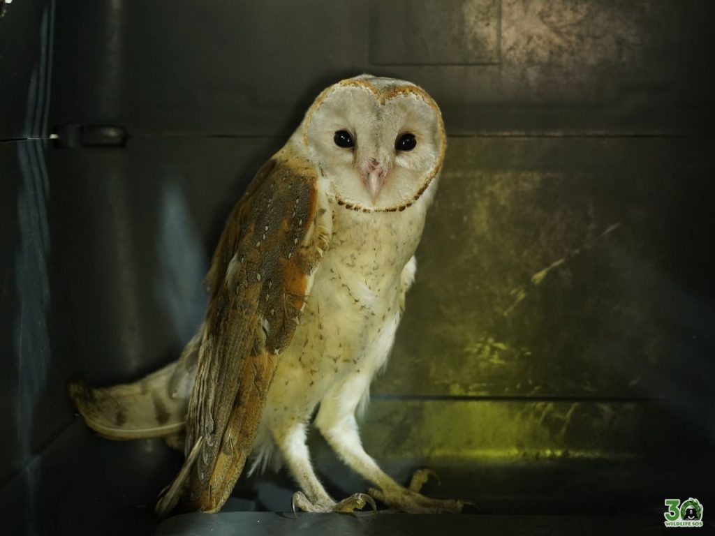 Junnar Team Helps Barn Owl Take Flight Again 1
