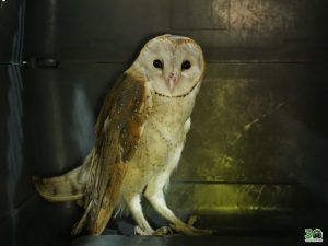 Junnar Team Helps Barn Owl Take Flight Again 1