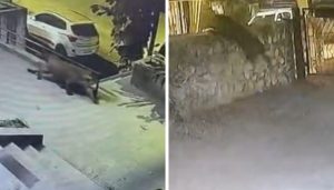 Leopard Sighted in Pashan–Sutarwadi