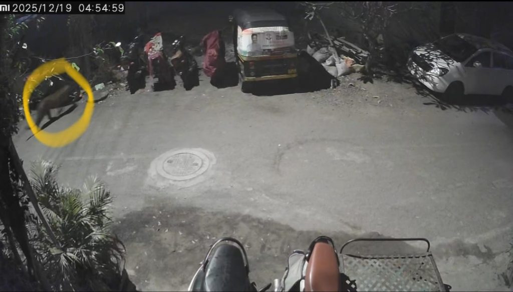 Leopard Spotted Again in Keshav Nagar