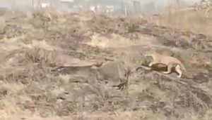 Leopard Spotted in Alandi
