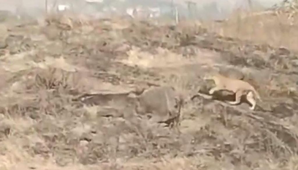 Leopard Spotted in Alandi