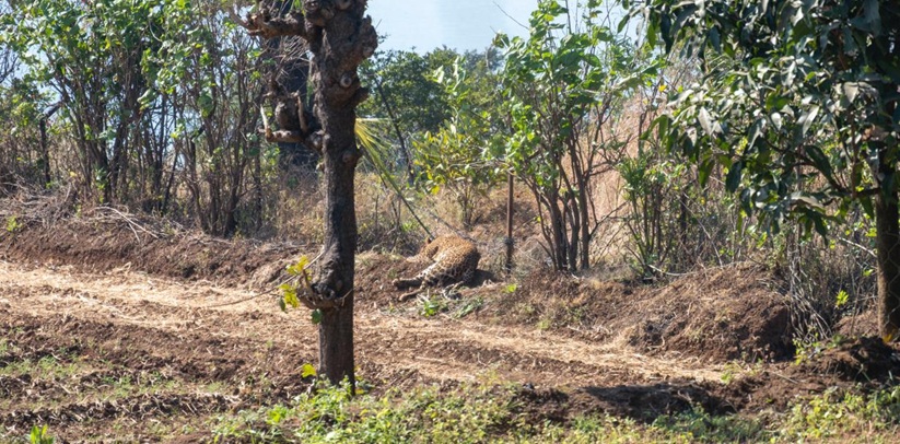 leopard in fencing