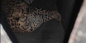 pune airport leopard captured