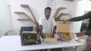 Forest Department Rescues Six More Protected Parakeets, Wildlife Trafficking Probe Widens