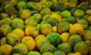 Mosambi