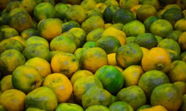 Mosambi