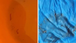 Shiv Sena Flags Larvae in Drinking Water in Mohammadwadi