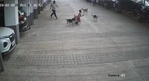 CCTV Captures Stray Dog Attack on Child in Kirkatwadi