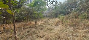 Citizens Claim Land Mafia Eyeing Tree-Covered Plot