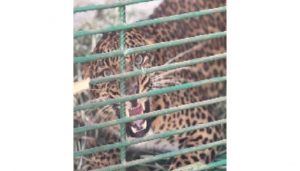 Man-Eating Leopard Captured in Shirala Shifted to Pune Wildlife Facility