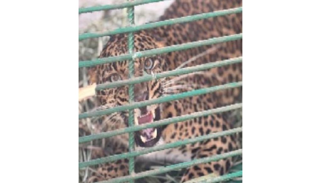 Man-Eating Leopard Captured in Shirala Shifted to Pune Wildlife Facility