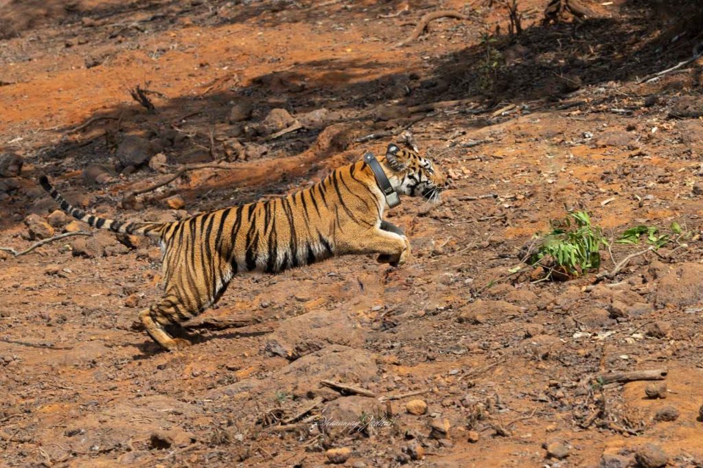 Third Tigress Released into the Wild at Sahyadri Tiger Reserve