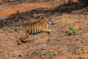 Third Tigress Released into the Wild at Sahyadri Tiger Reserve