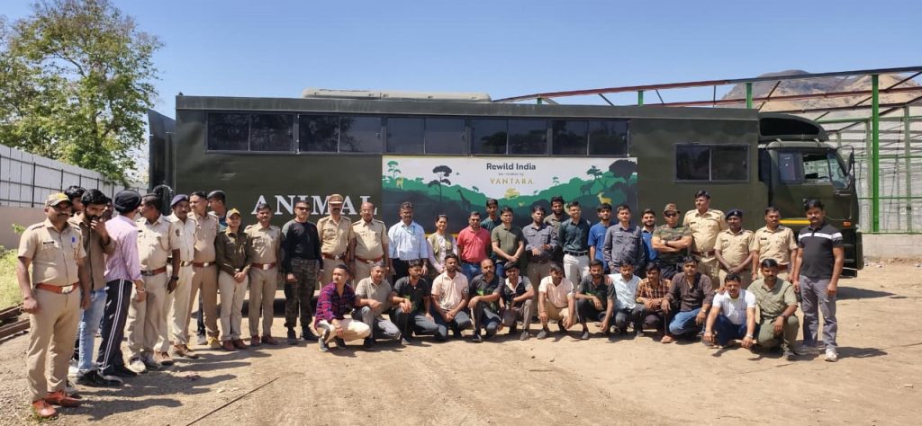 20 Leopards Relocated from Junnar to Gujarat’s Vantara Center to Mitigate Overcrowding and Conflict