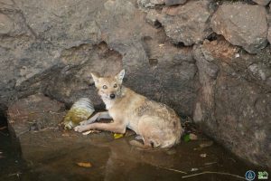 Golden jackal rescued from 15-ft well in Pune’s Junnar