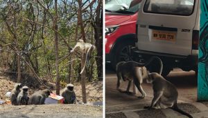 Residents Flag Rise in Monkey Sightings in City Limits