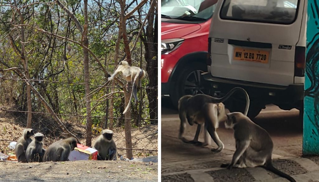 Residents Flag Rise in Monkey Sightings in City Limits