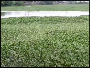 Water Hyacinth Chokes Mula-Mutha River Near Keshav Nagar