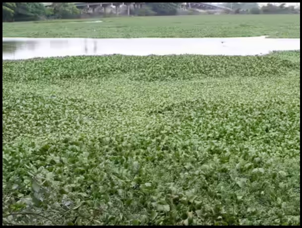 Water Hyacinth Chokes Mula-Mutha River Near Keshav Nagar