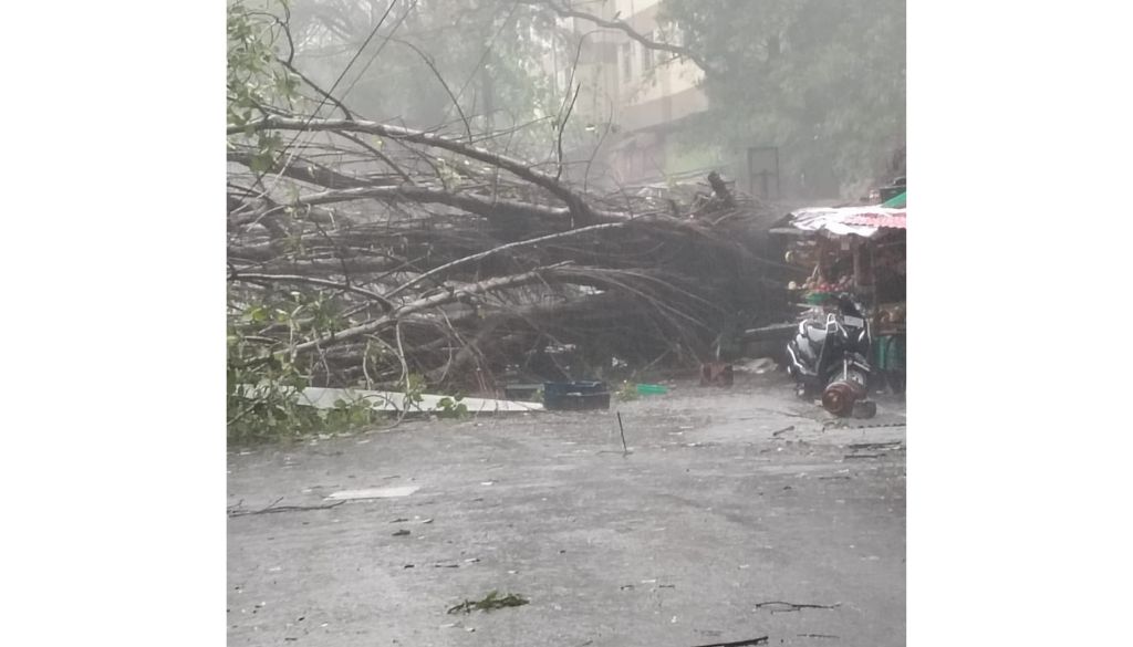 60-year-old Woman Killed as Tree Falls during Heavy Rain in Sinhagad Road area