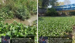 Allegations of Untreated Sewage Discharge Into Pashan Lake Raise Environmental Concerns