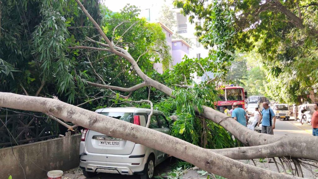 Banyan Tree Branch Falls on Cars in Pune’s Kothrud