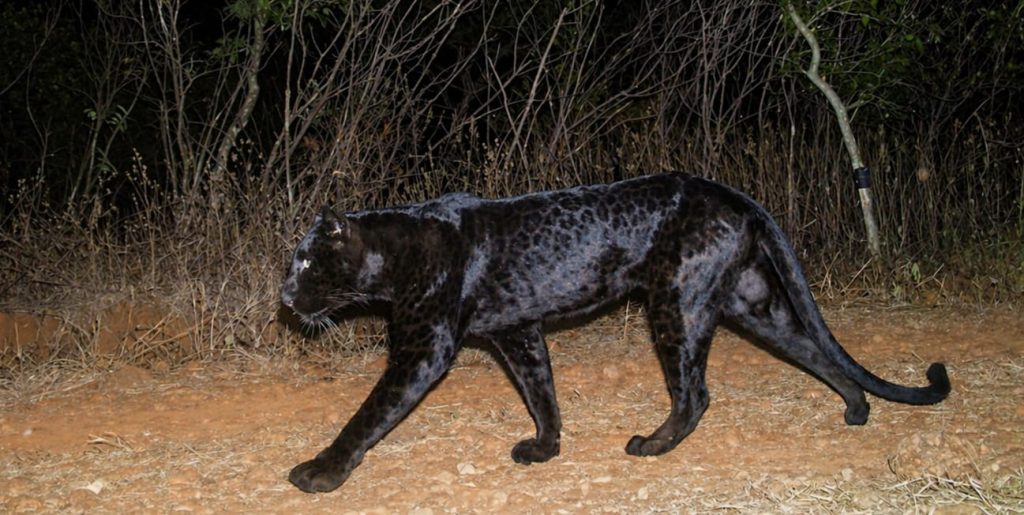 Black Panther Spotted for First Time in Sahyadri Tiger Reserve