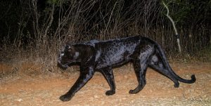 Black Panther Spotted for First Time in Sahyadri Tiger Reserve